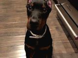 Esteti̇k Güzelleri̇ Ki̇ng Doberman