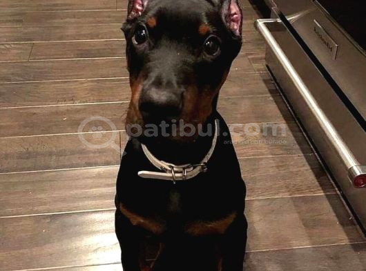 Esteti̇k Güzelleri̇ Ki̇ng Doberman görsel