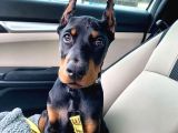 Esteti̇k Güzelleri̇ Ki̇ng Doberman