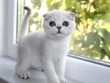 Oyuncak Bebek Silver Scottish Fold Shorthair