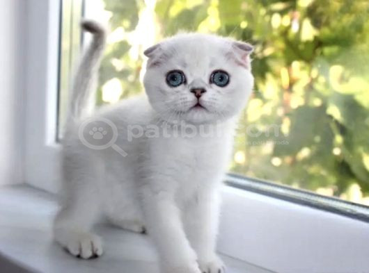 Oyuncak Bebek Silver Scottish Fold Shorthair görsel