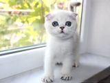 Oyuncak Bebek Silver Scottish Fold Shorthair