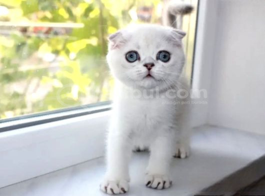 Oyuncak Bebek Silver Scottish Fold Shorthair görsel