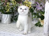 Oyuncak Bebek Silver Scottish Fold Shorthair