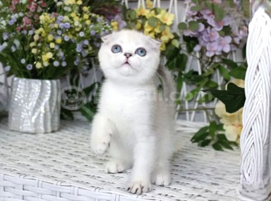 Oyuncak Bebek Silver Scottish Fold Shorthair görsel