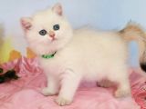 Kar Gibi Beyaz Silver British Shorthair
