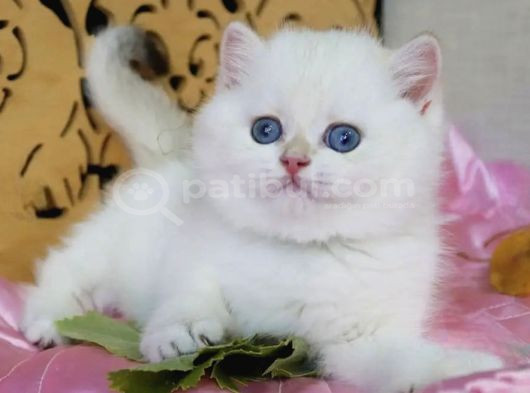 Kar gibi Beyaz Silver British Shorthair