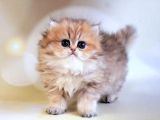 Dikkat Çekici Hatlarıyla Blackgolden British Longhair