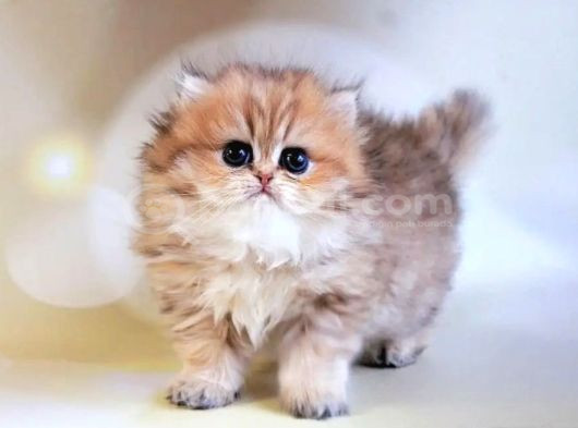Dikkat Çekici Hatlarıyla Blackgolden British Longhair görsel