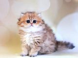 Dikkat Çekici Hatlarıyla Blackgolden British Longhair