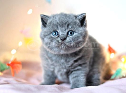 Kara Kuzum Gri British Shorthair