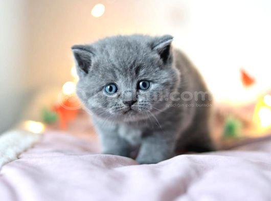 Kara Kuzum Gri British Shorthair görsel