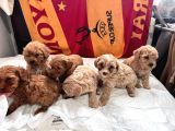 TEACUP KORE MALTİPOO YAVRULARI