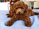 Kore Kan Poodle