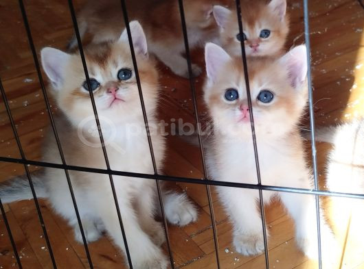 Anne Baba Scr Li̇  Golden Bri̇ti̇sh Ler görsel