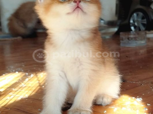 Anne Baba Scr Li̇  Golden Bri̇ti̇sh Ler görsel