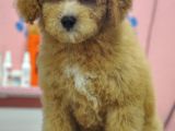 Malti̇poo Bebekler