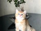 A Kali̇te  Bri̇ti̇sh Golden Yavrumuz