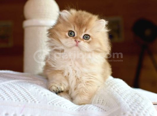 Golden Yeleli British Longhair Yavrumuz