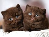 Çikolatalı gofretler Chocolate British Shorthair yavrularımı