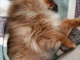 3 Aylik Daha Pomeranian