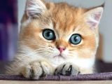 Türünün En Kalitelisi Golden NY11 British Shorthair