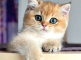 Türünün En Kalitelisi Golden Ny11 British Shorthair