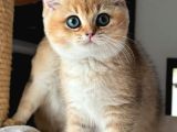 Türünün En Kalitelisi Golden Ny11 British Shorthair