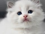 Nadir Bulunan Ragdoll Yavrumuz