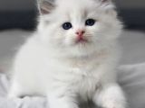 Nadir Bulunan Ragdoll Yavrumuz