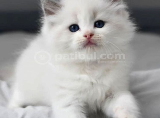 Nadir Bulunan Ragdoll Yavrumuz görsel