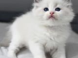 Nadir Bulunan Ragdoll Yavrumuz