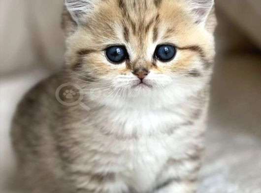 Benzersiz Black Golden British Shorthair görsel
