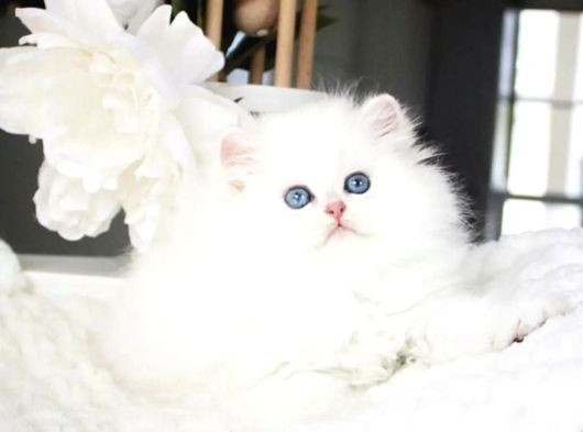 Sakin Yapısıyla Mavi Göz Ns1133 British Longhair görsel