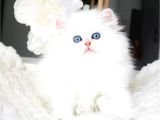 Sakin Yapısıyla Mavi Göz NS1133 British Longhair