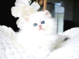 Sakin Yapısıyla Mavi Göz Ns1133 British Longhair