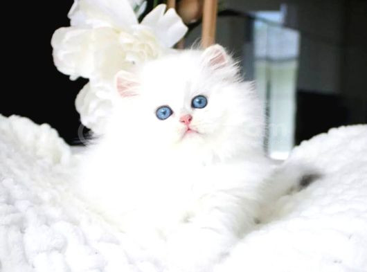 Sakin Yapısıyla Mavi Göz Ns1133 British Longhair görsel