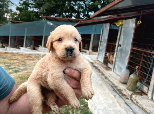 Dişi Erkek Golden Yavrularımız Yeni Ailelerine Gitmeye Hazir görsel