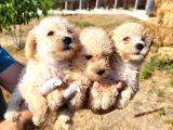 Dişi maltipoo yavrularımız yeni ailelerine gitmeye hazirlar