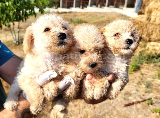 Dişi Maltipoo Yavrularımız Yeni Ailelerine Gitmeye Hazirlar görsel