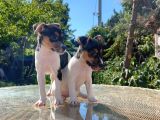 Kısa Kuyruk Kısa Bacak Jack Russel Terrier