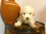 Maltipoo Bebeklerimiz