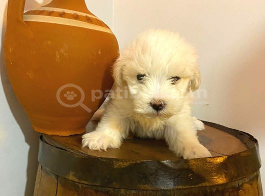 Maltipoo Bebeklerimiz görsel
