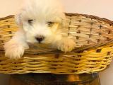 Maltipoo Bebeklerimiz