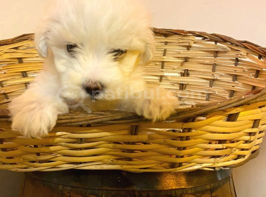 Maltipoo Bebeklerimiz görsel