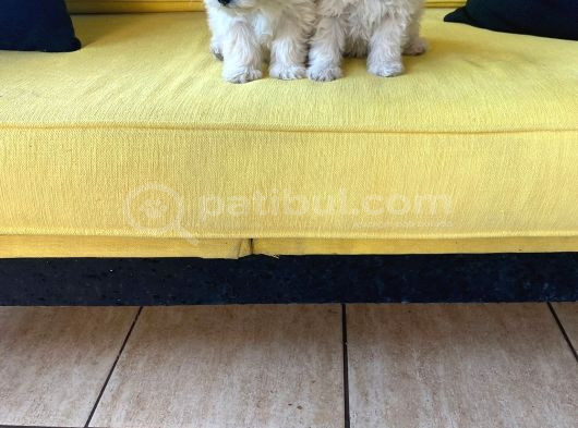 Maltipoo Yavrularımız Ev Doğumu görsel