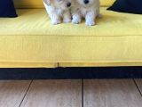 Maltipoo Yavrularımız Ev Doğumu