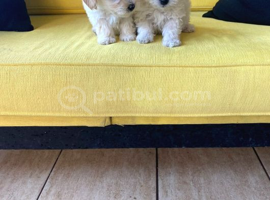 Maltipoo Yavrularımız Ev Doğumu görsel