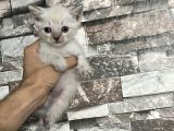 Sevimli Çocuklar Yeni Yuvalarına Hazırlar