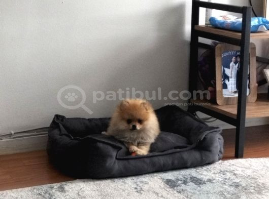 Dişi Güzeller Güzeli Pomeranian Bebek görsel